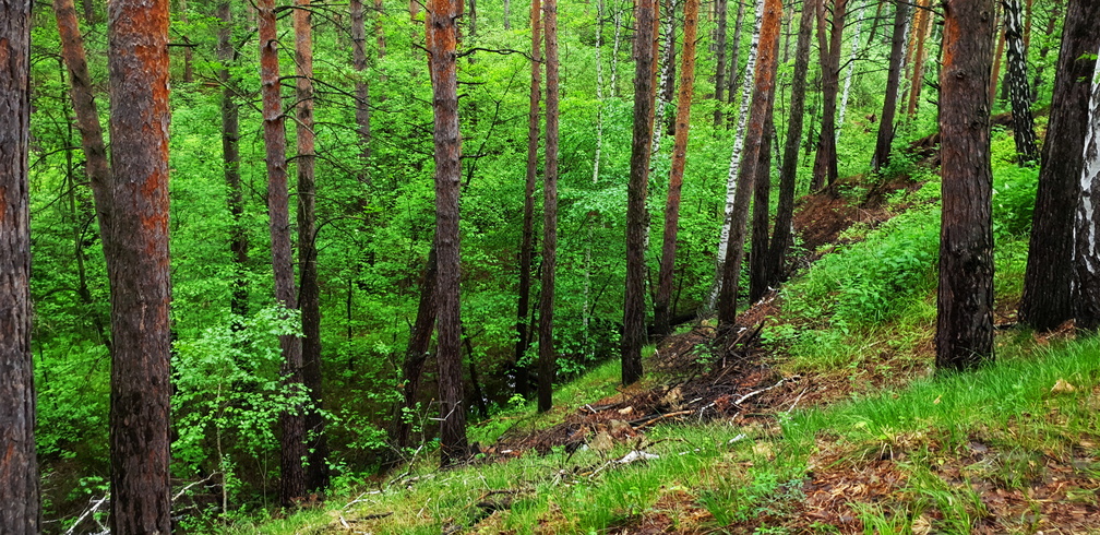 С сегодняшнего дня в регионах Тюменской области запрещено посещение лесов
