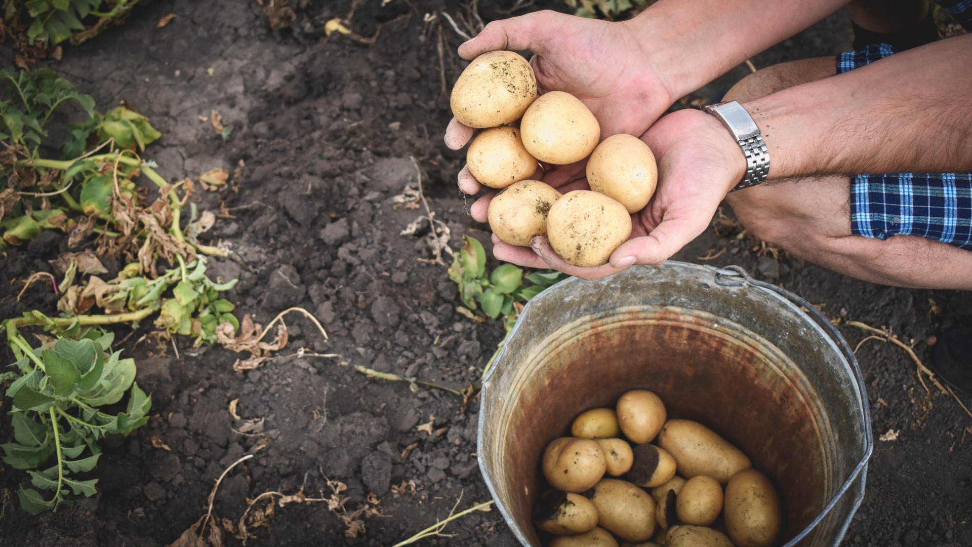Тюменцев угостят КАМАЗом жареной картошки из полутораметровой сковороды