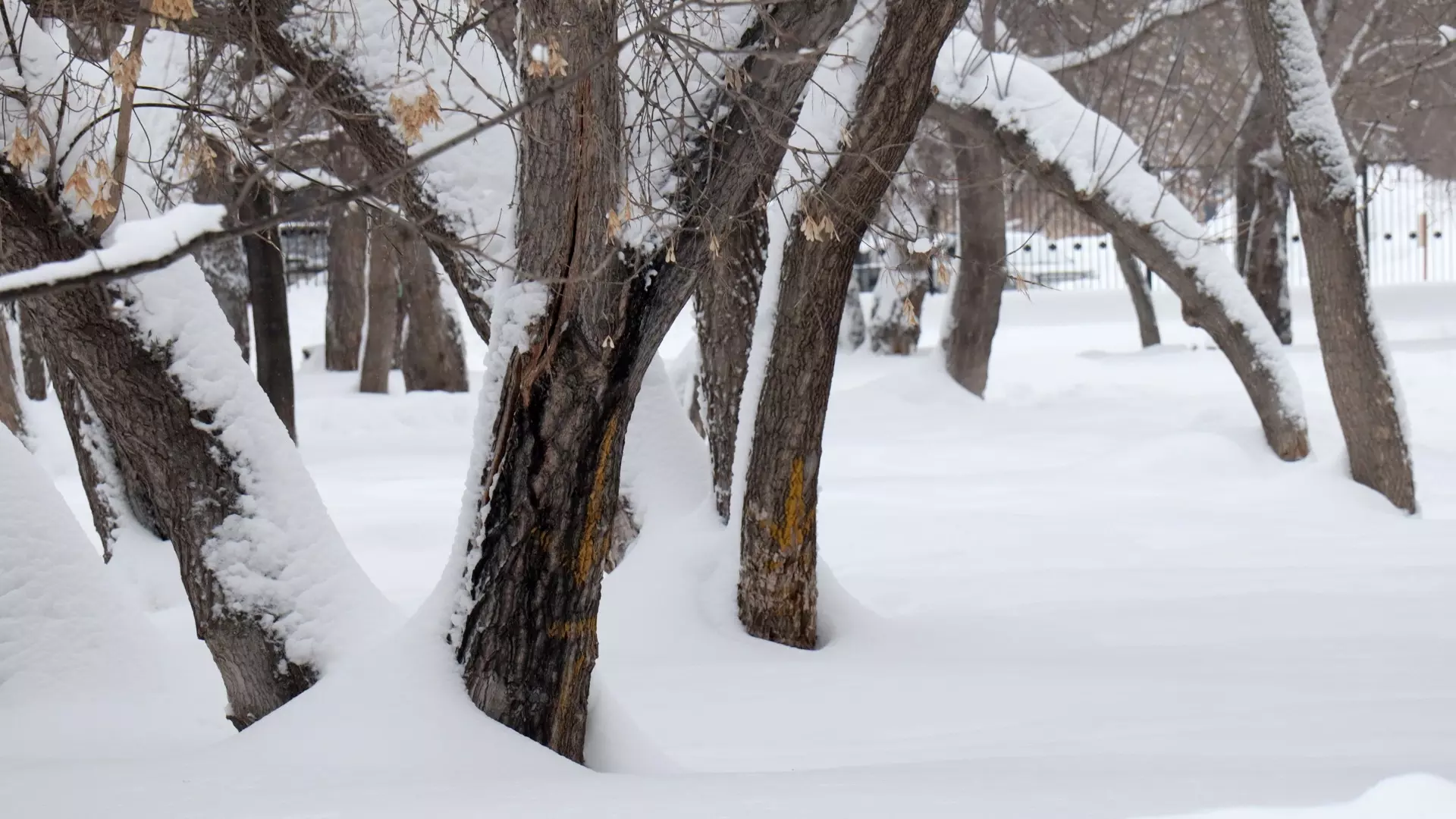 В Тюменской области озадачены высадкой деревьев в снег