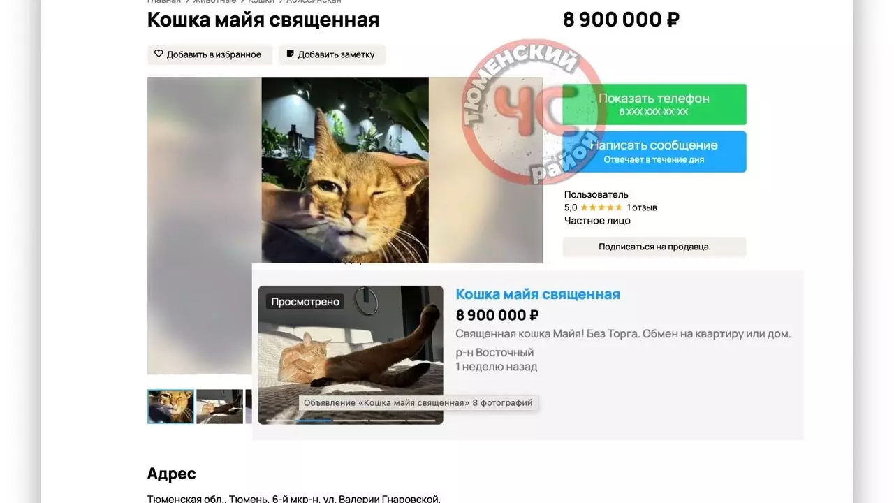 Питомцы на миллион. В Тюмени продают самых дорогих кошек в мире