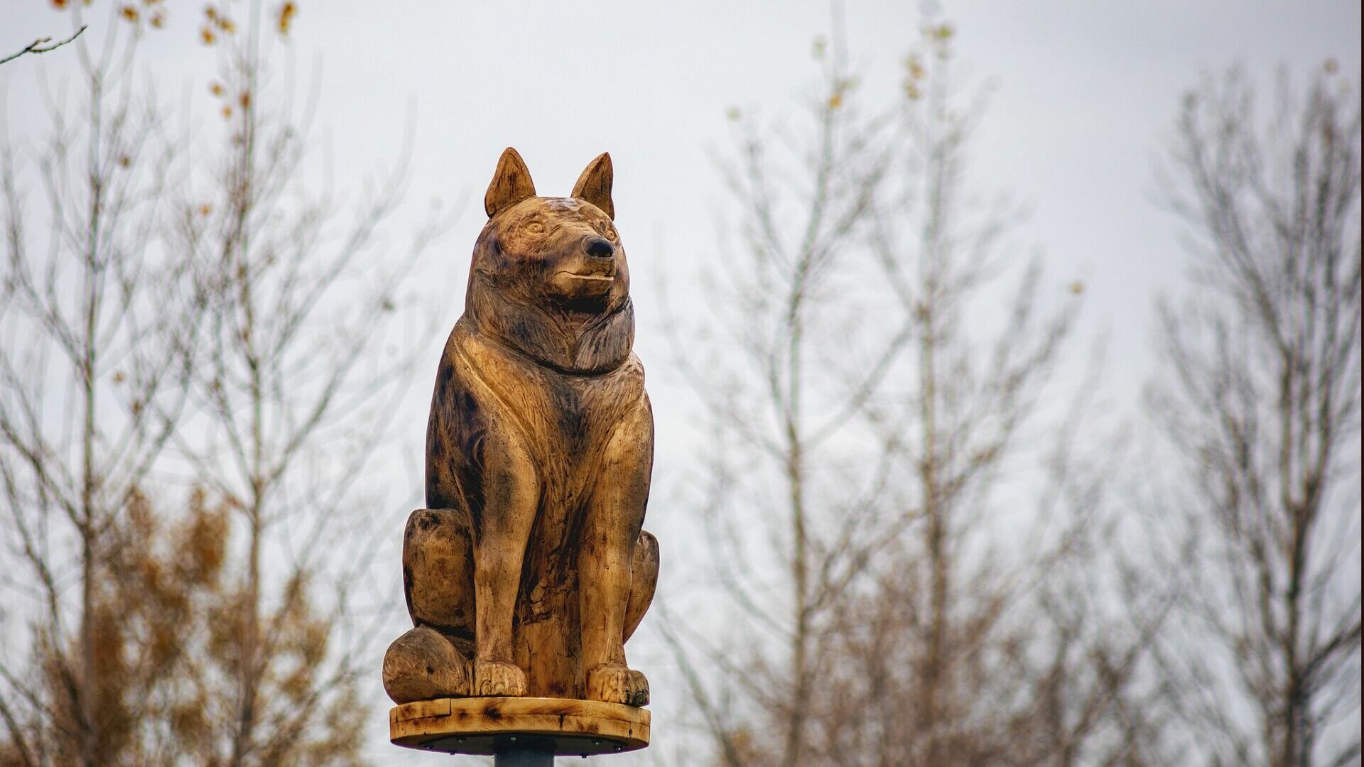 Тюменцы установили памятник псу, который прождал хозяина на трассе 13 лет