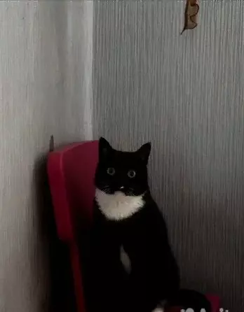 Тюменский кот-массажист за миллион рублей.