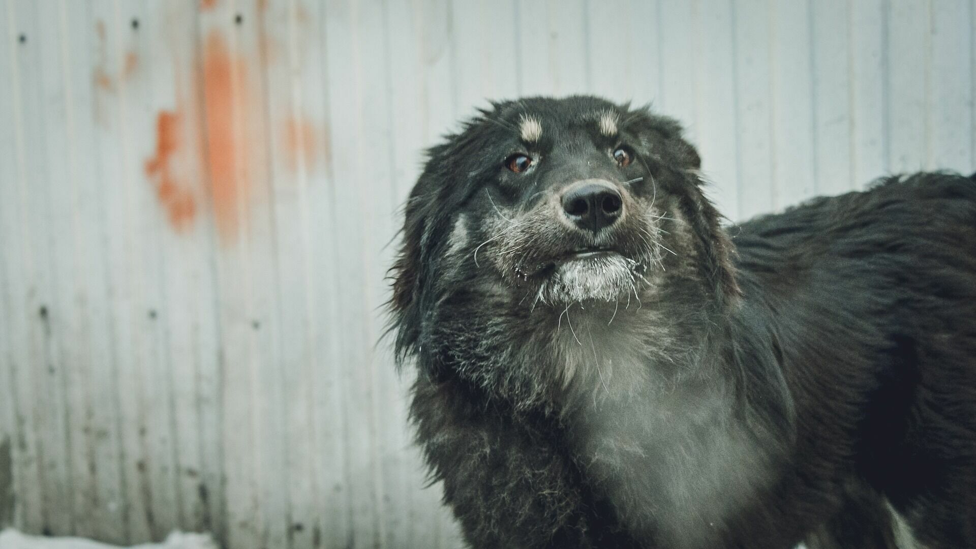 В Тюмени сбили чёрную собаку в районе ЖК «Видный»