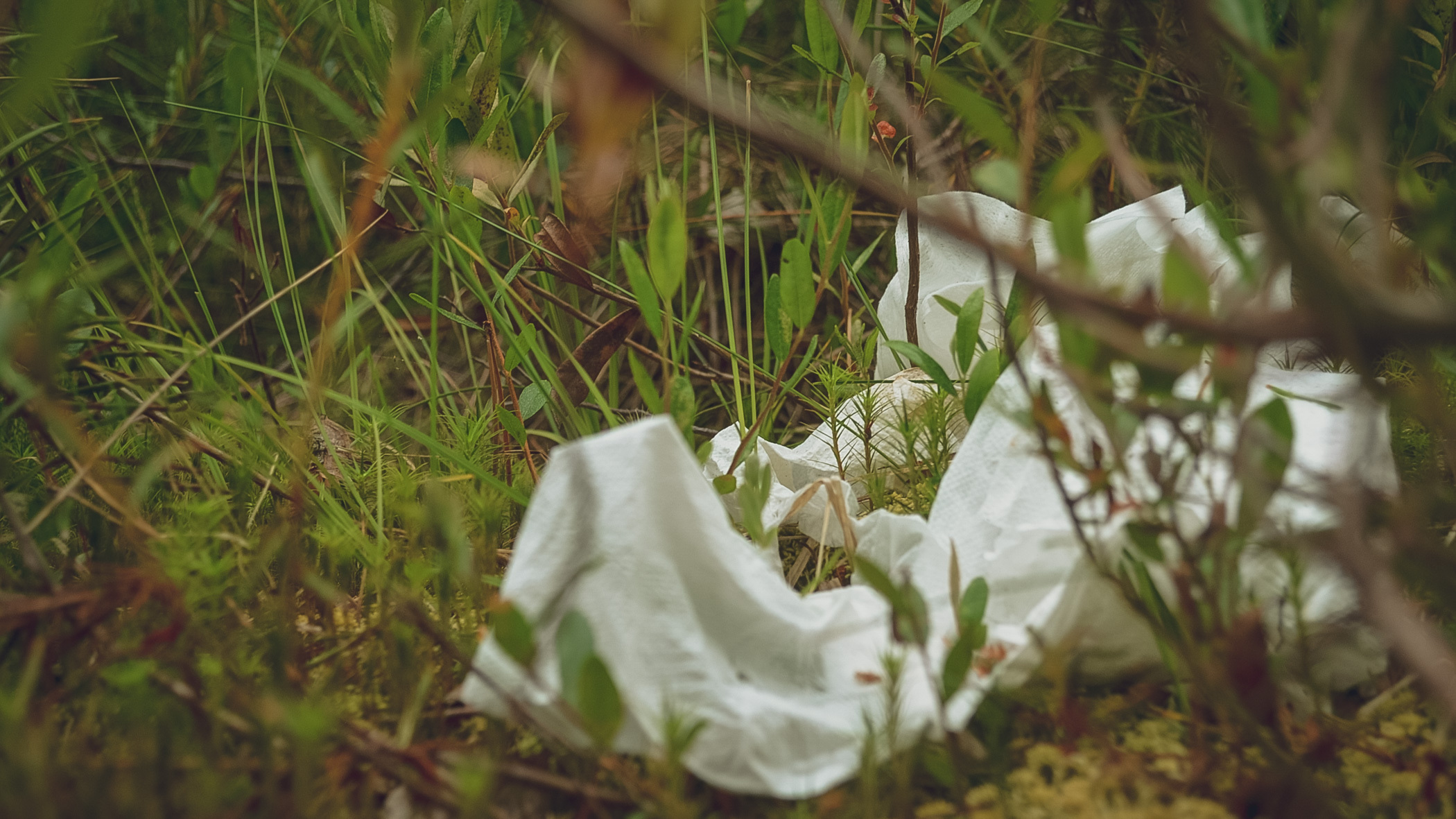 Тюменцы обнаружили залежи мусора в лесу на Салаирском тракте