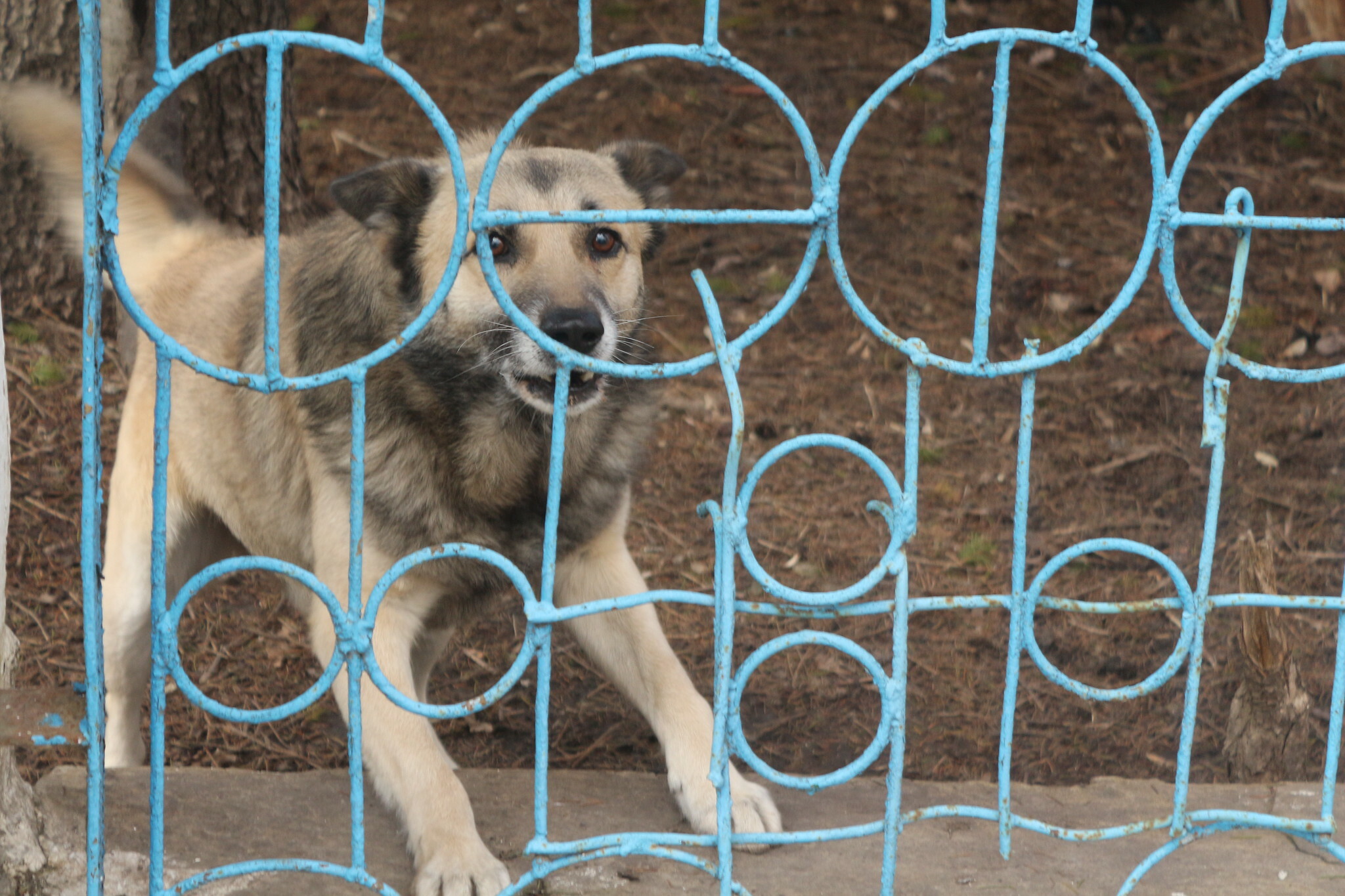 На территории деревни Чумашкина Абатского района ввели карантин по бешенству животных