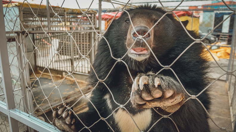 В Тюменской области владелец зоопарка устроил распродажу зверей