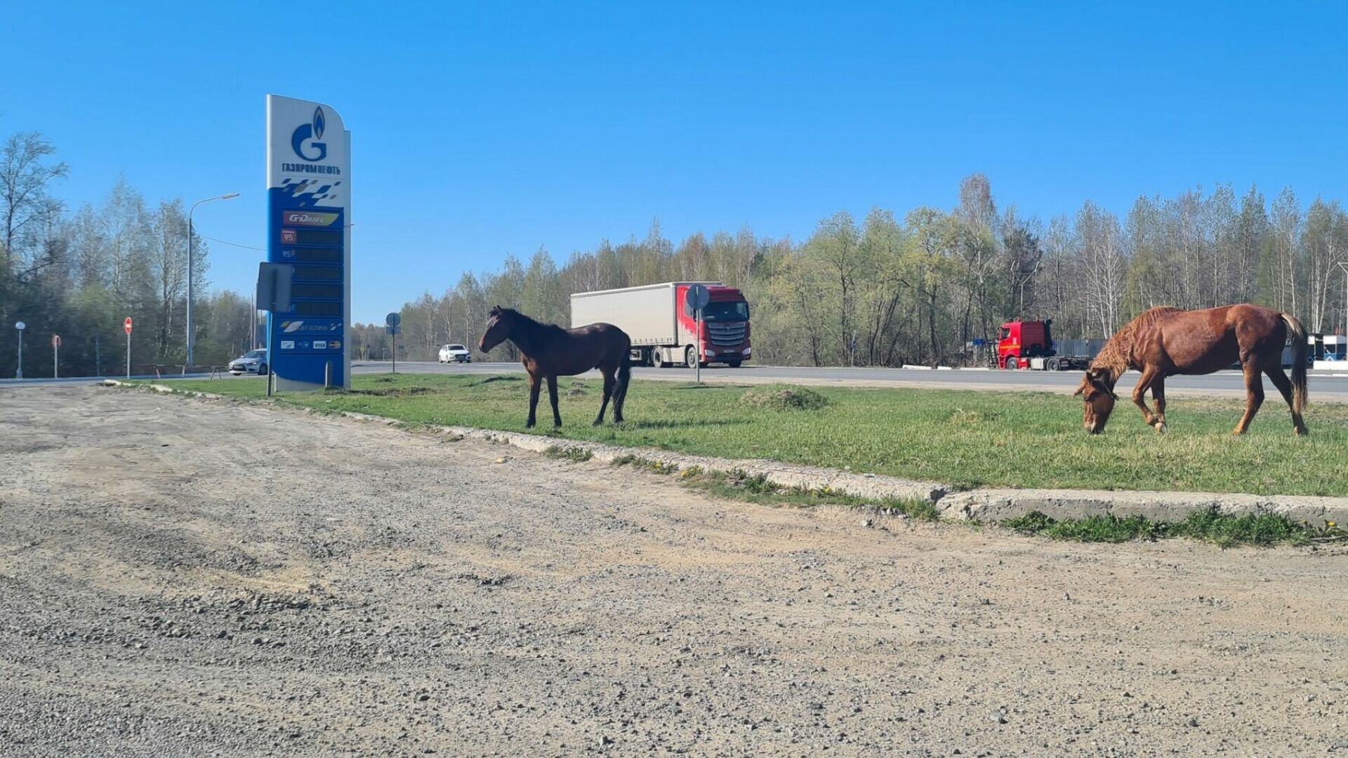 Лошади бегают прямо у федеральной Тюмень – Ханты-Мансийск. Фото