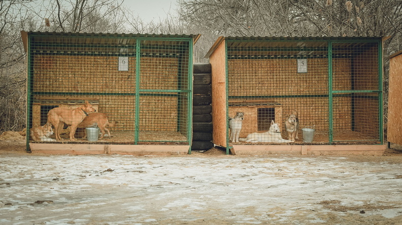 Приютом для бездомных собак в Тюменской области займутся чиновники