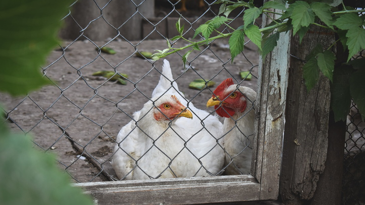Около Тюмени птицефабрика восстановила 200 000 голов молодняка из 600 000