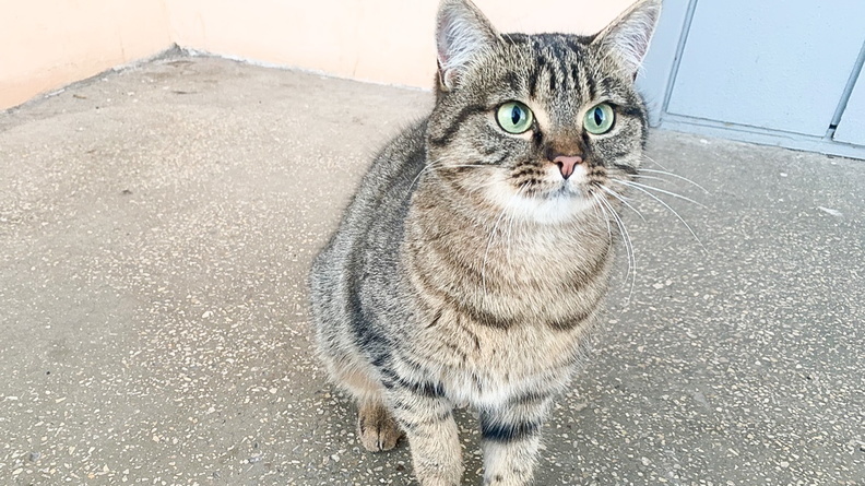 Тюменской кошке запретили ходить в гости из-за коронавируса