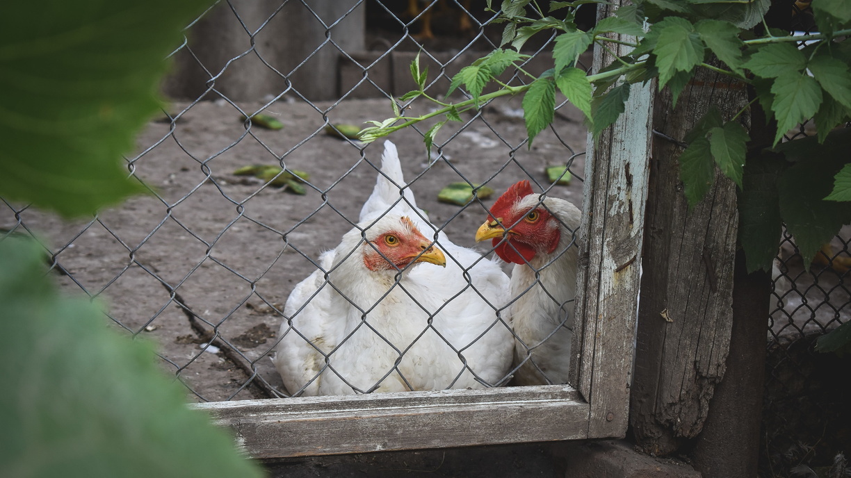 Карантин из-за высокопатогенного гриппа птиц ввели еще в одном селе Тюменской области
