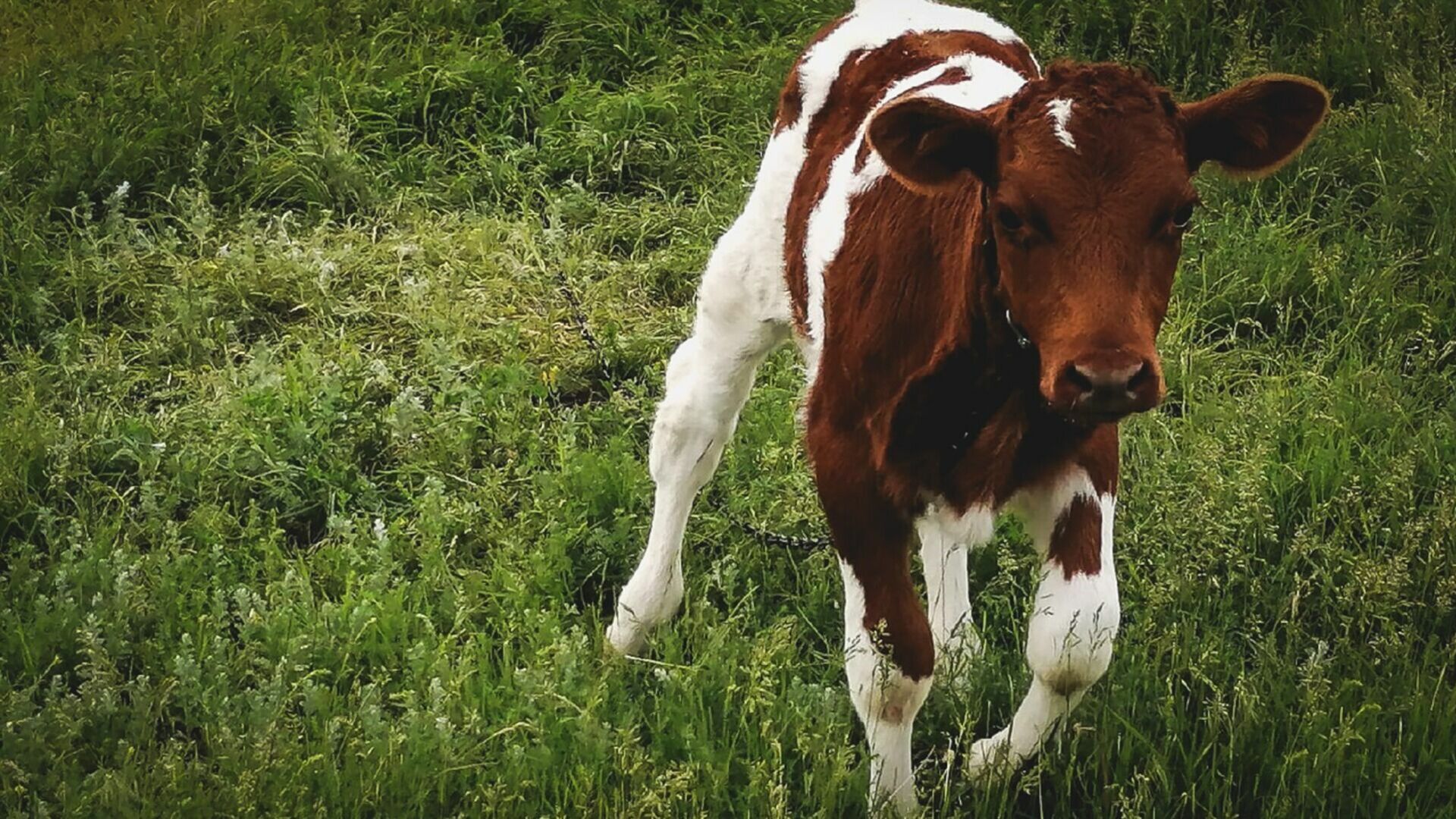 В Тюменской области местный житель украл 52 коровы