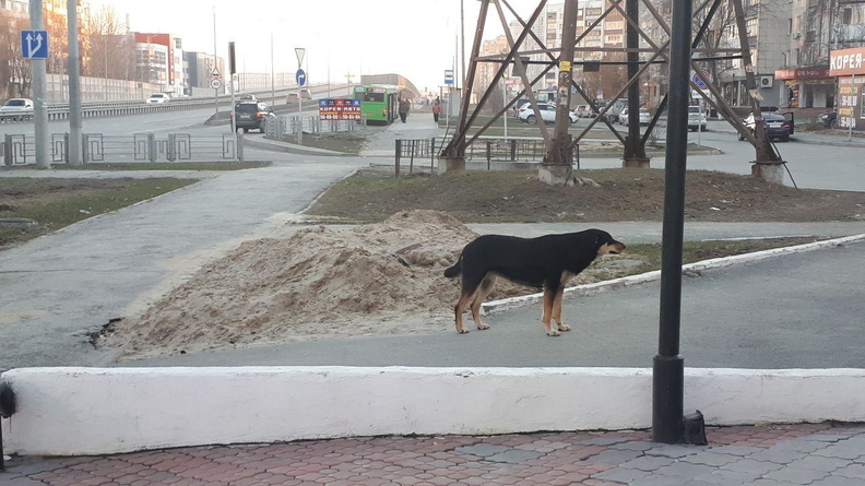 В центре посёлка Боровский на тюменца напала собака