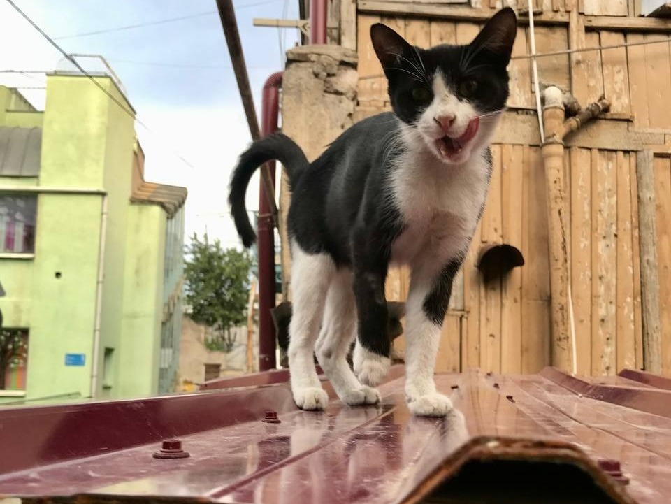 Русские эмигранты в Грузии взяли на себя заботу о бездомных кошках