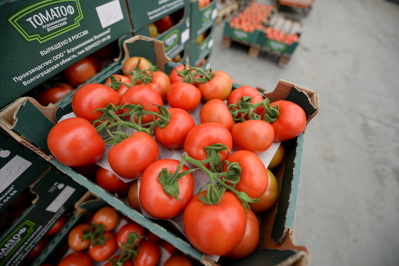 Специалисты рассказали тюменцам, что делать с недозревшими помидорами
