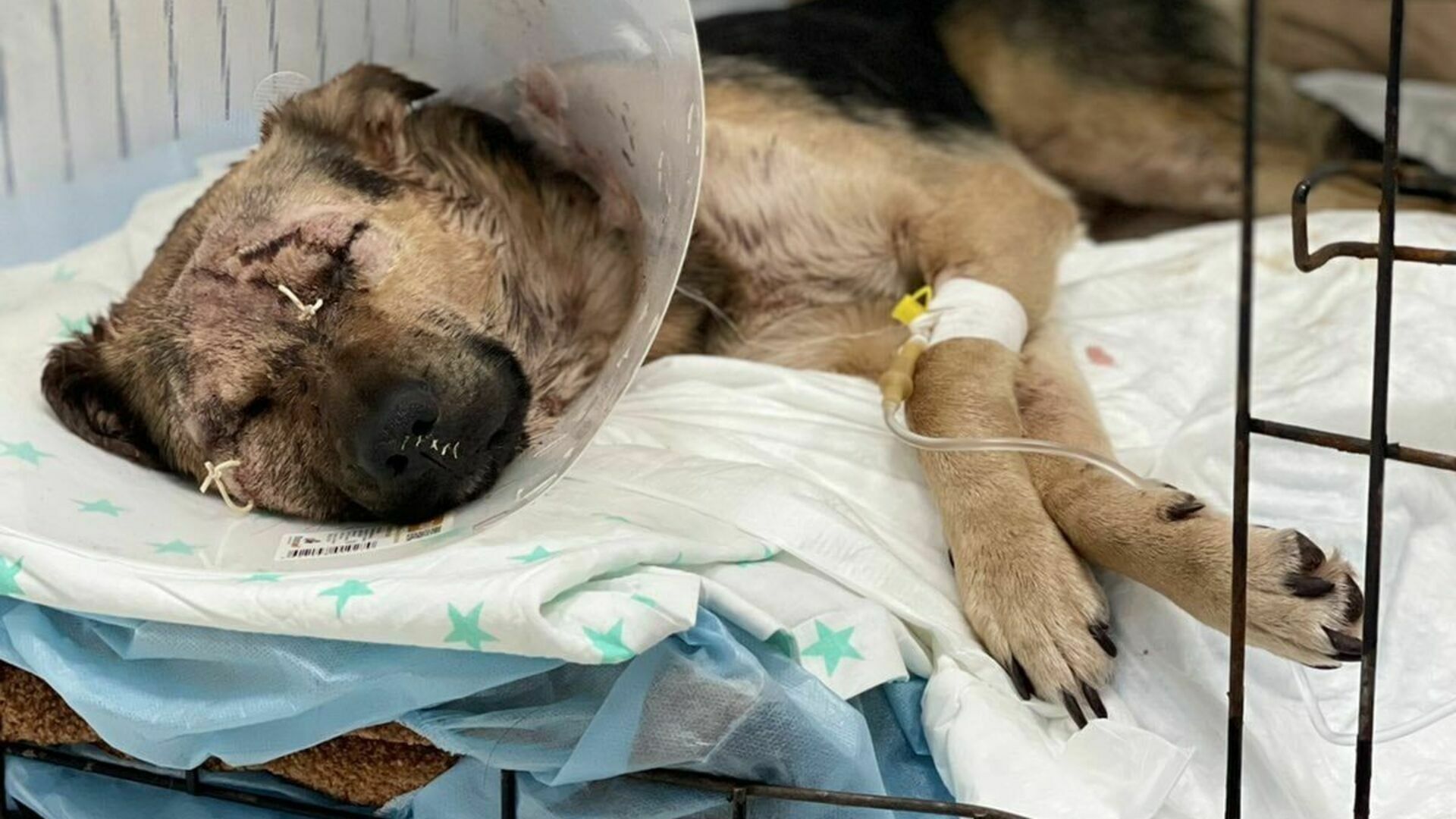 Тюменский пес Оскар, пострадавший от живодера, чувствует себя лучше