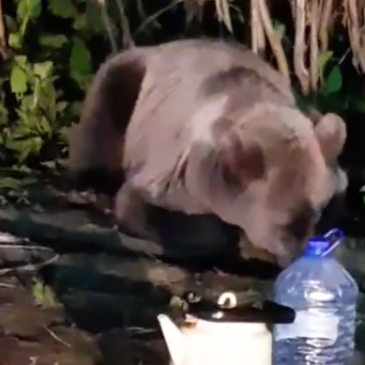 В Тюменской области медведь вышел к людям полакомиться свежей рыбкой