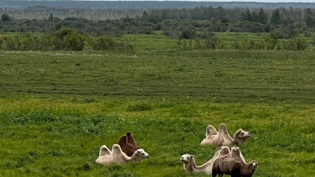 Большой табун верблюдов живет недалеко от Тюмени
