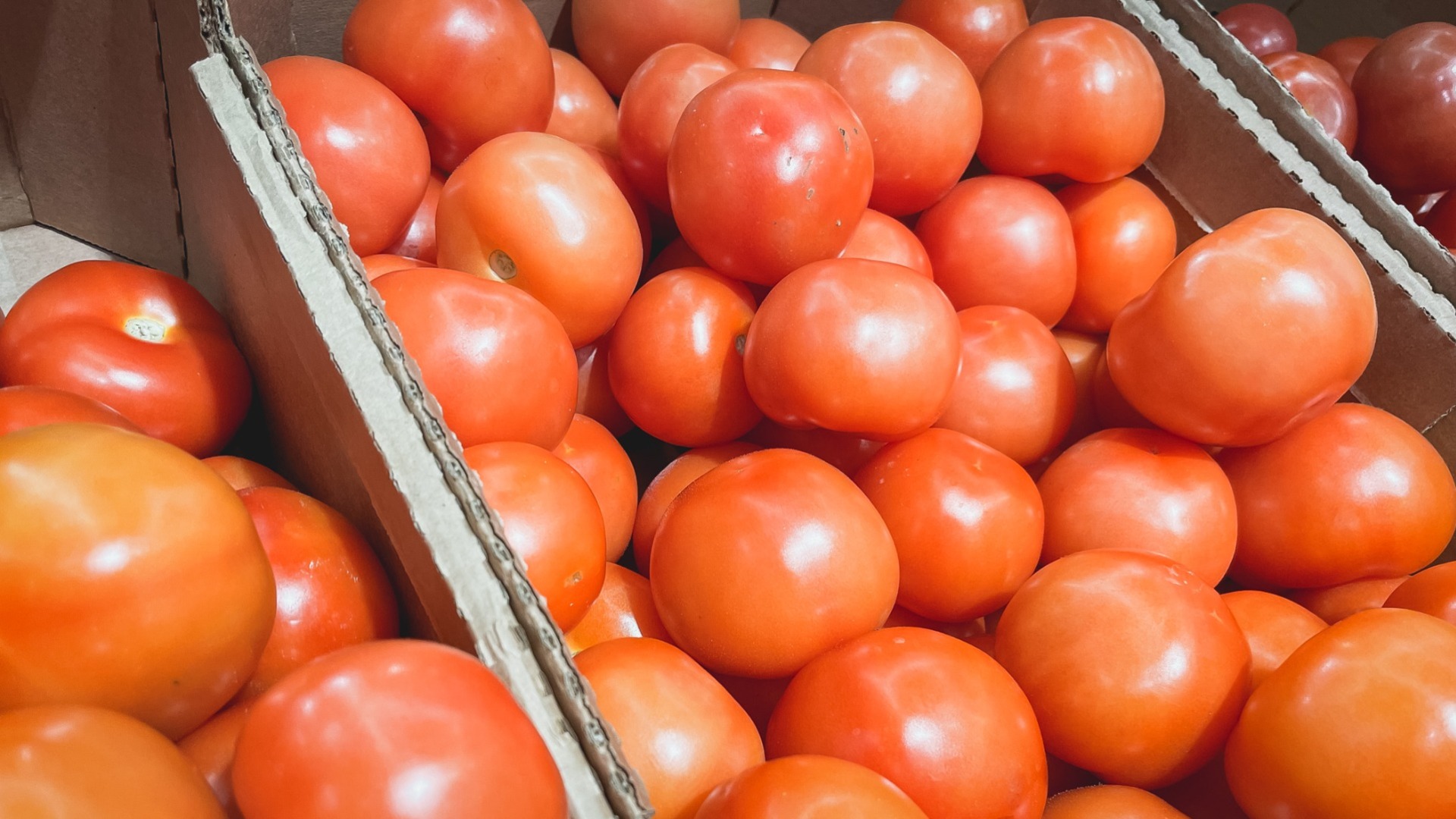 Гигантский томат появился в Нижнетавдинском районе. 