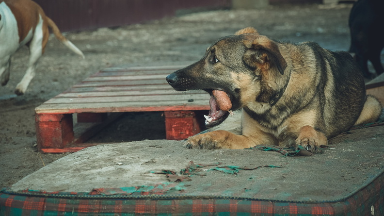 В Тюмени жители микрорайона «Лесной» жалуются на агрессивных собак
