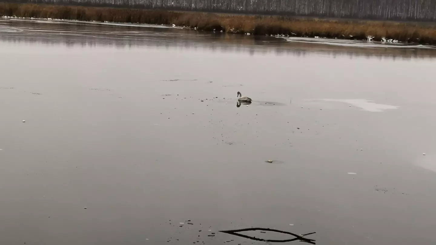 Замерзающего на тюменском озере лебедя спасли