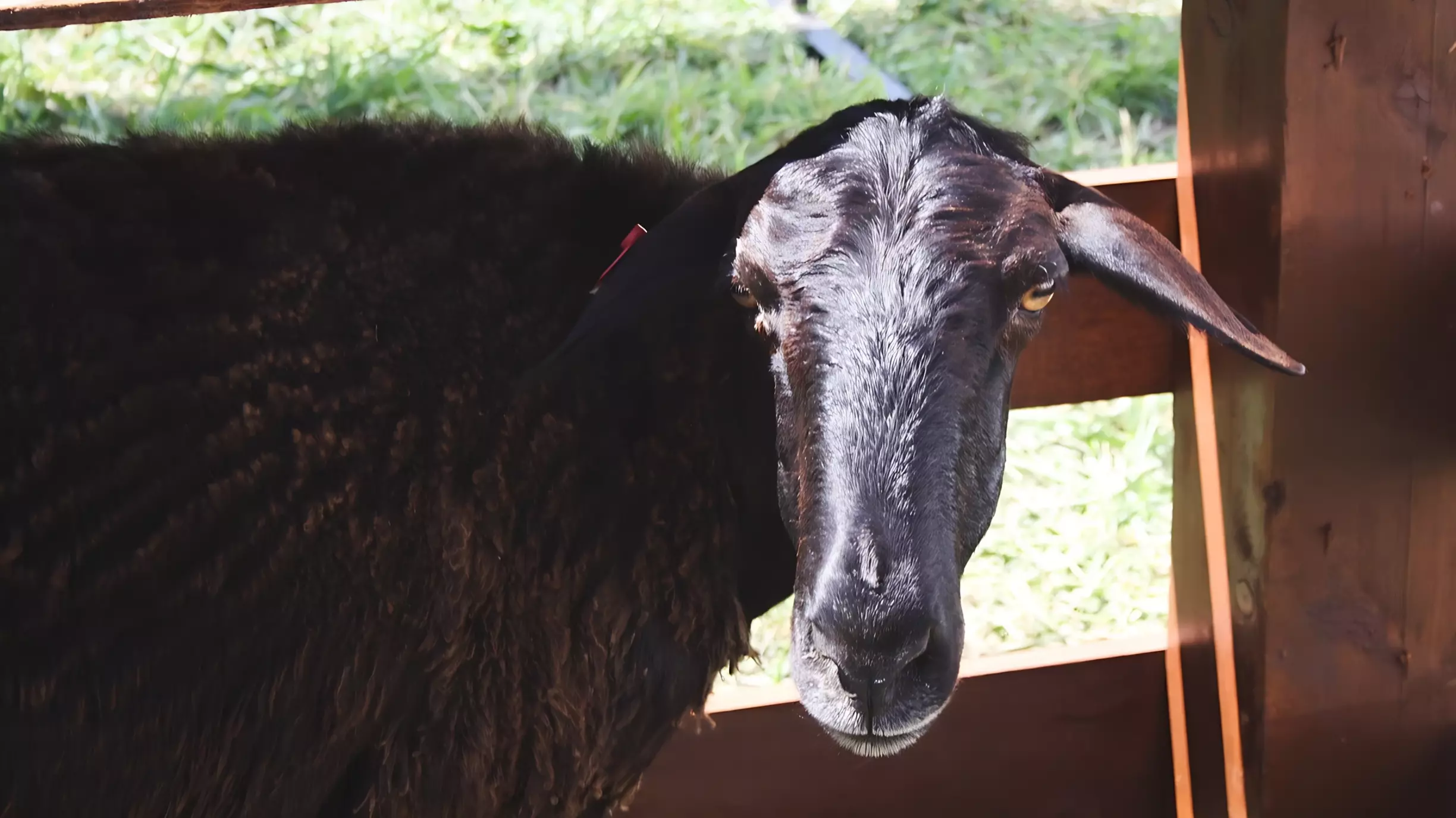 В Тюменской области нашли опасные скотомогильники