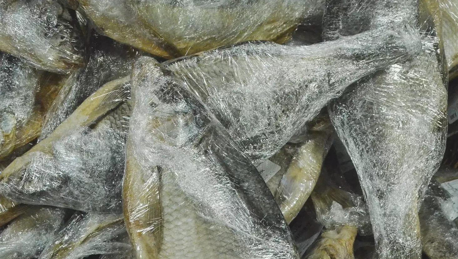 Тюменские эксперты прогнозируют массовую гибель рыб в обмелевшей Туре