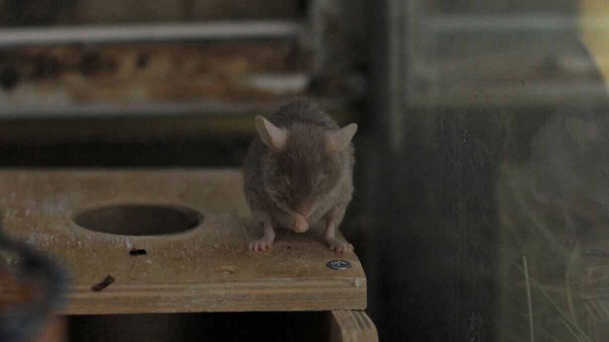 В Тюмени на Лесобазе из окна дома выбросили клетку с крысами, их забрала девушка