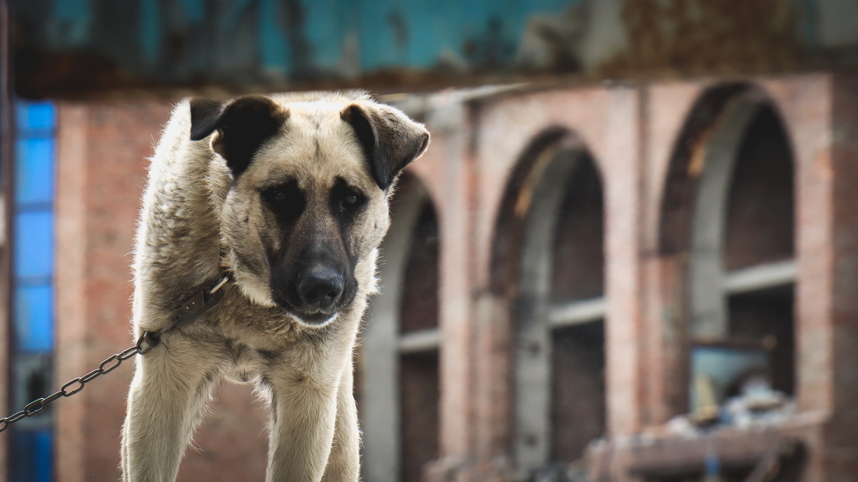 В Тюмени управление ветеринарии обследует мкр Лесной из-за жалоб на агрессивных собак