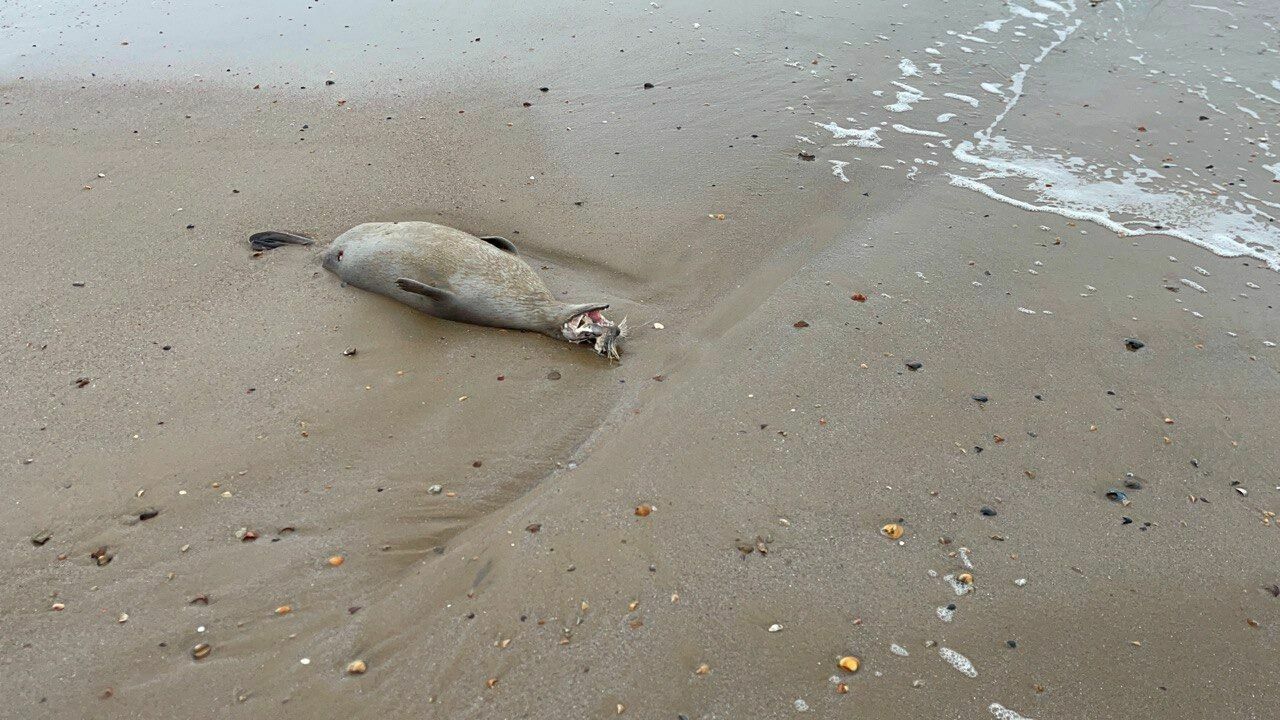 Ученые ДГУ предполагают, что тюлени погибли из-за птичьего гриппа