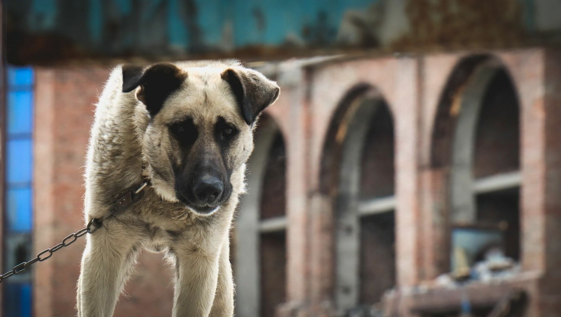 В Новый год собаки массово убегали от тюменцев