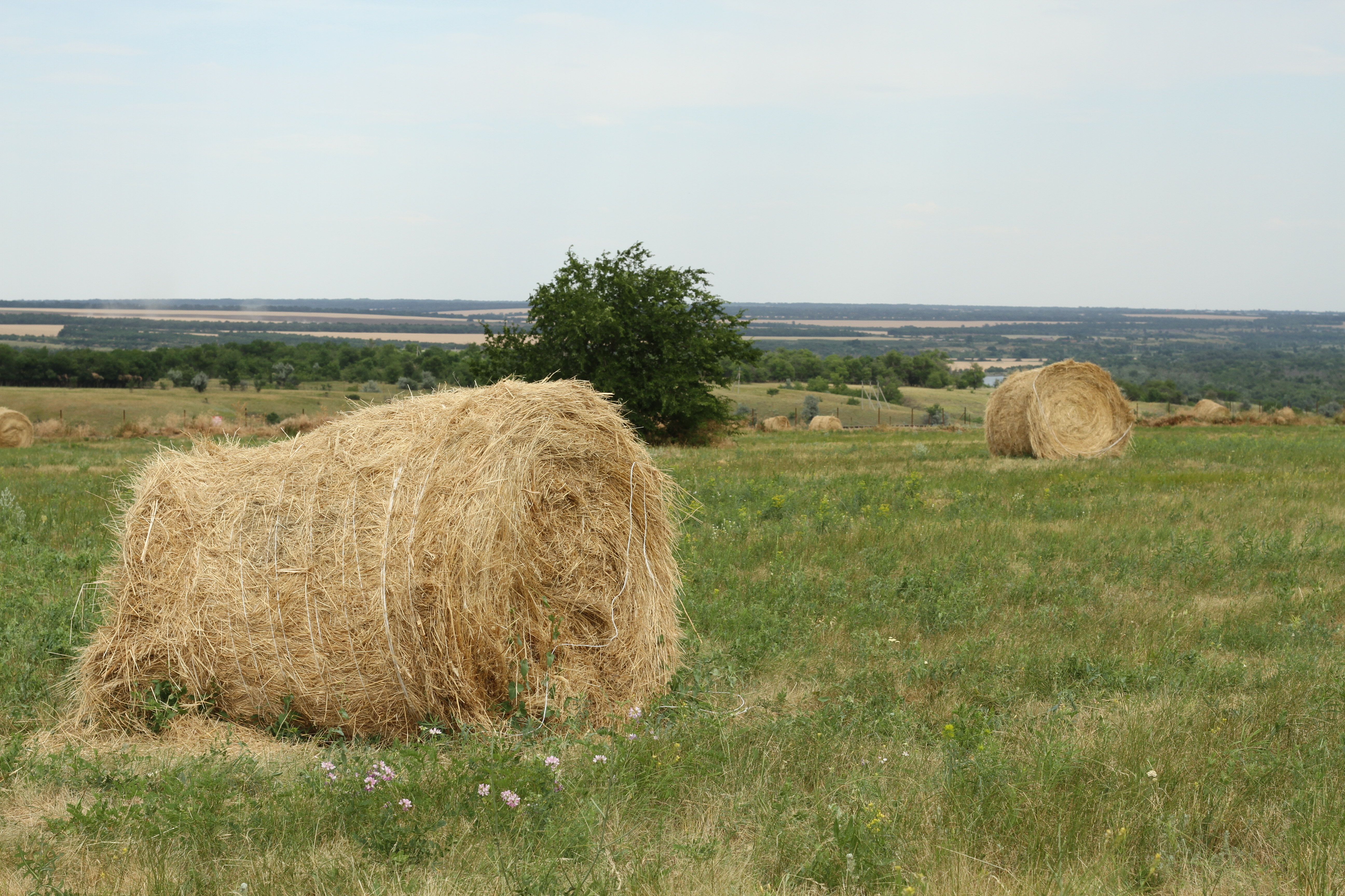 В Тюменской области планируют открыть еще одну страусиную ферму.