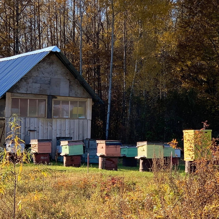 В состав мёда входят биологически активные растительные соединения.