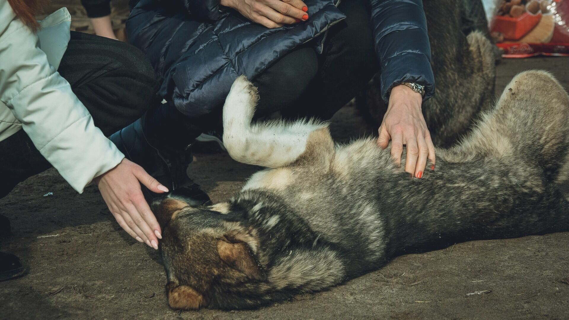 Появились новые данные о состоянии пострадавшего от тюменского живодера пса