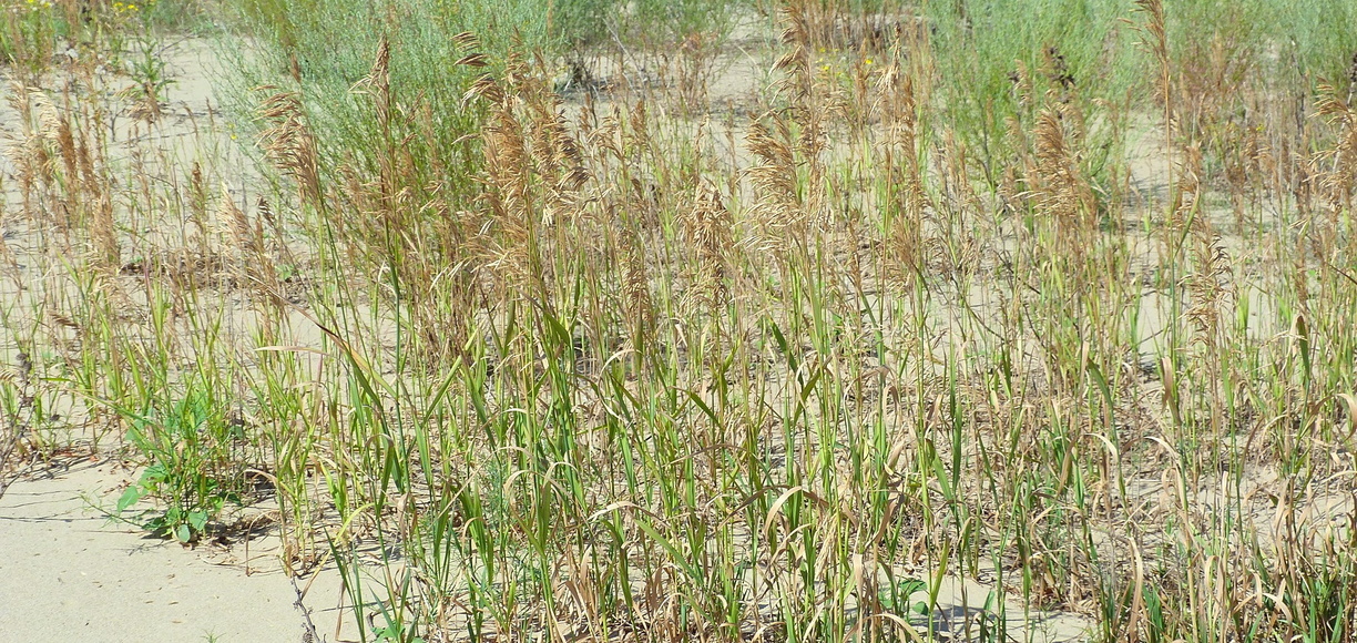 Россельхознадзор: в Тюменской области сельхозземли зарастают травой