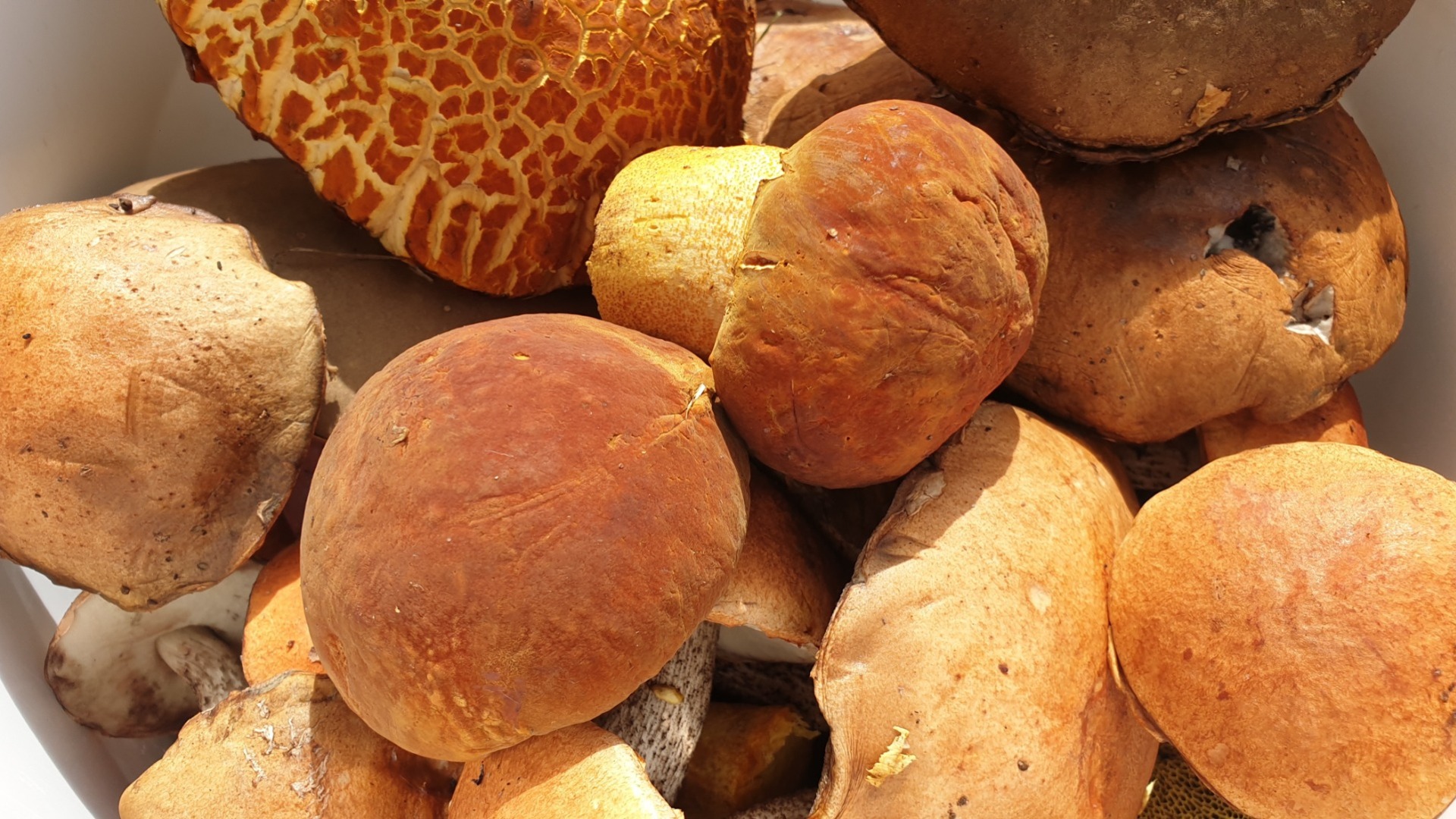 В Тюменской области четыре человека отравились грибами