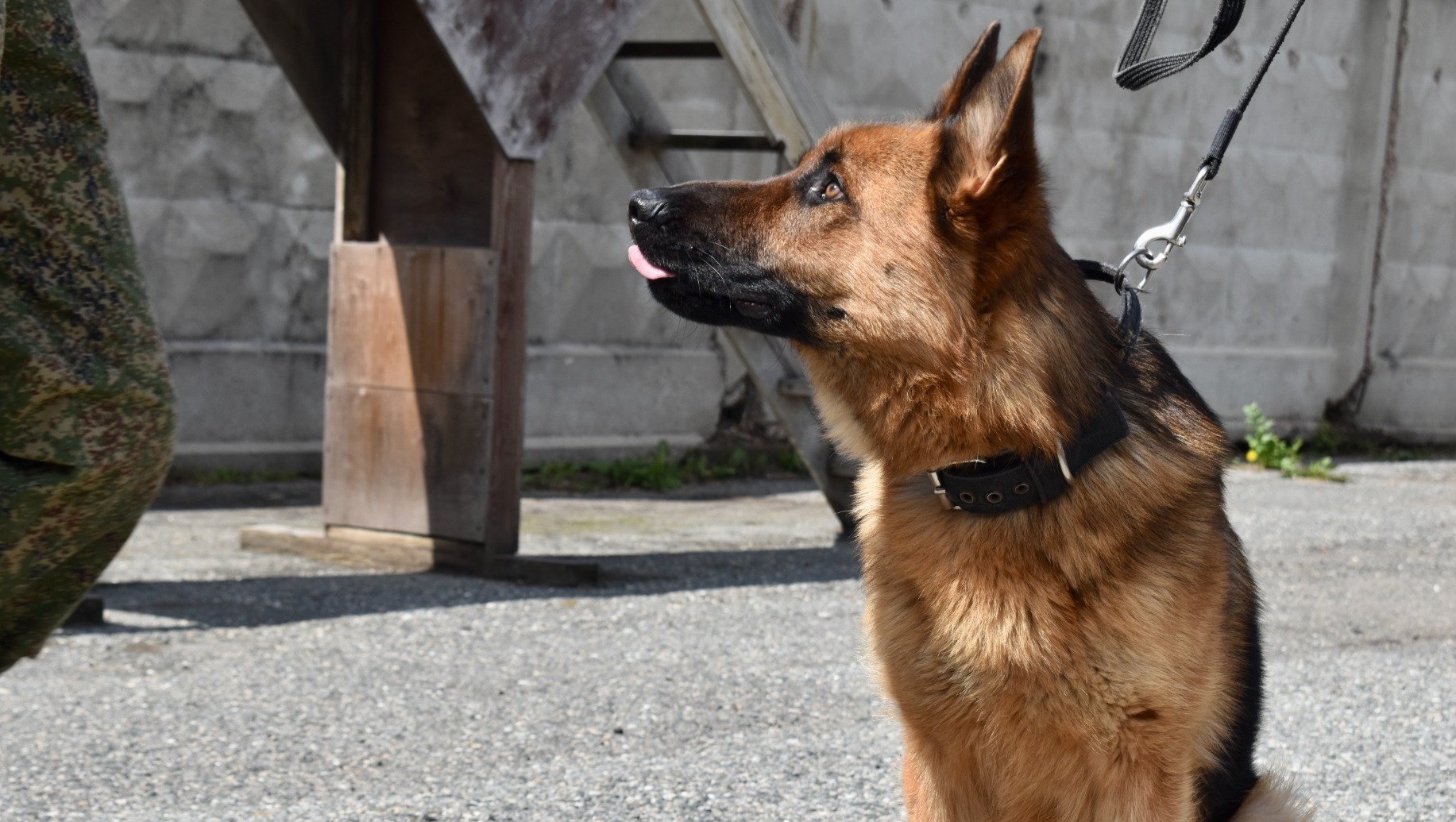 Собаки Тюменской таможни умеют искать деньги, сигареты и наркотики