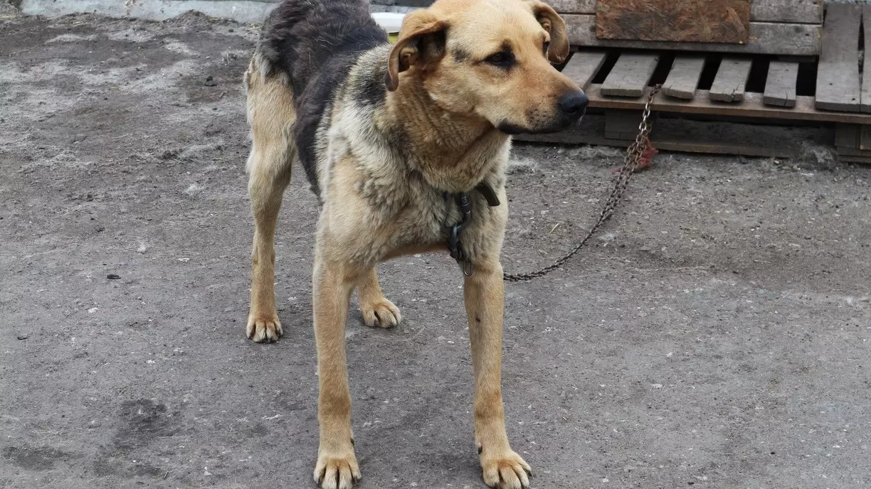 Школьник из Тюмени спасся от стаи собак при помощи тревожной кнопки