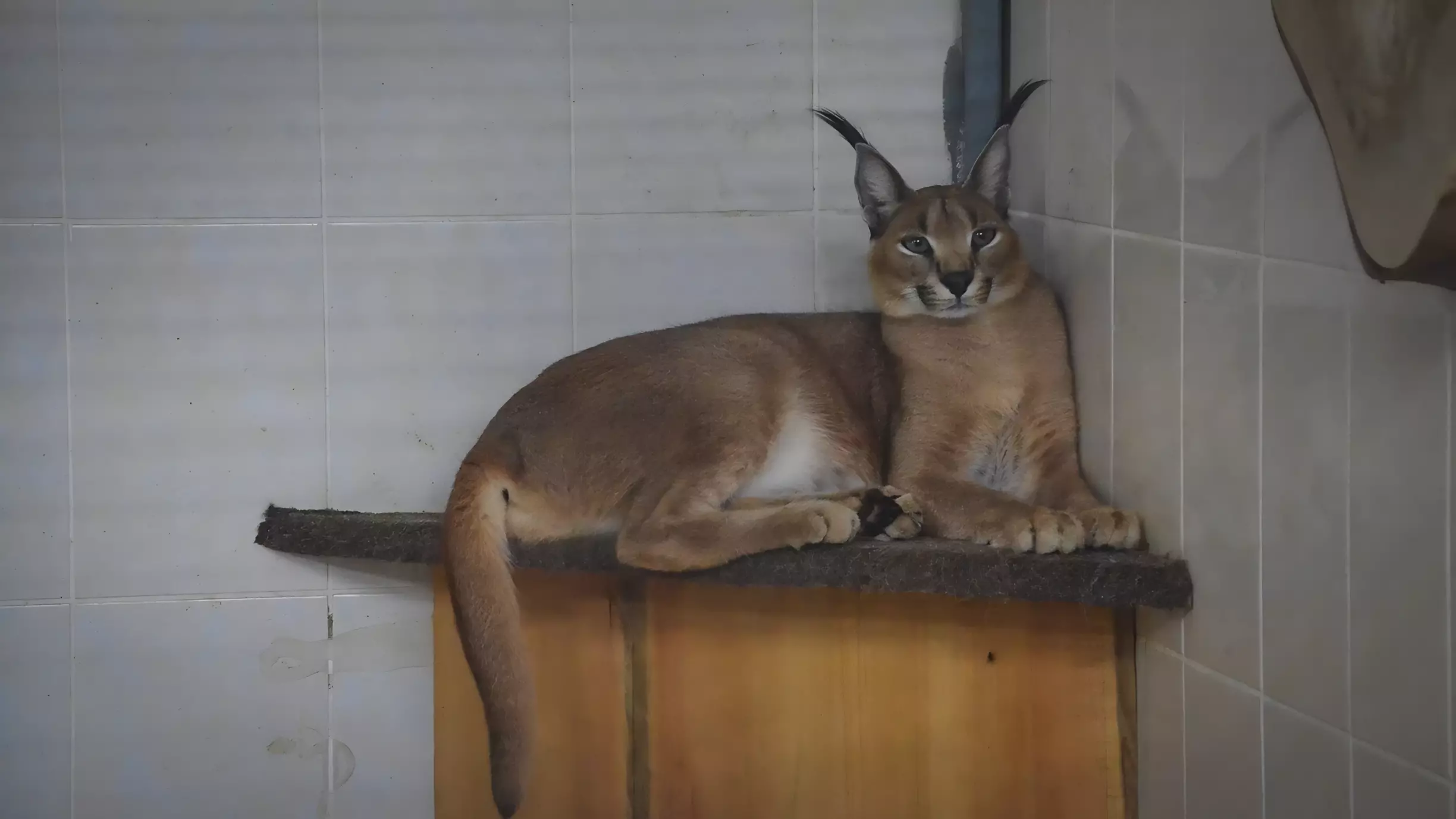 В Тюменской области котенок рыси попал на видео