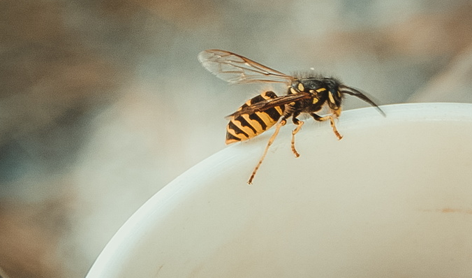 В Ишиме жители частного сектора заметили «нашествие» пчел