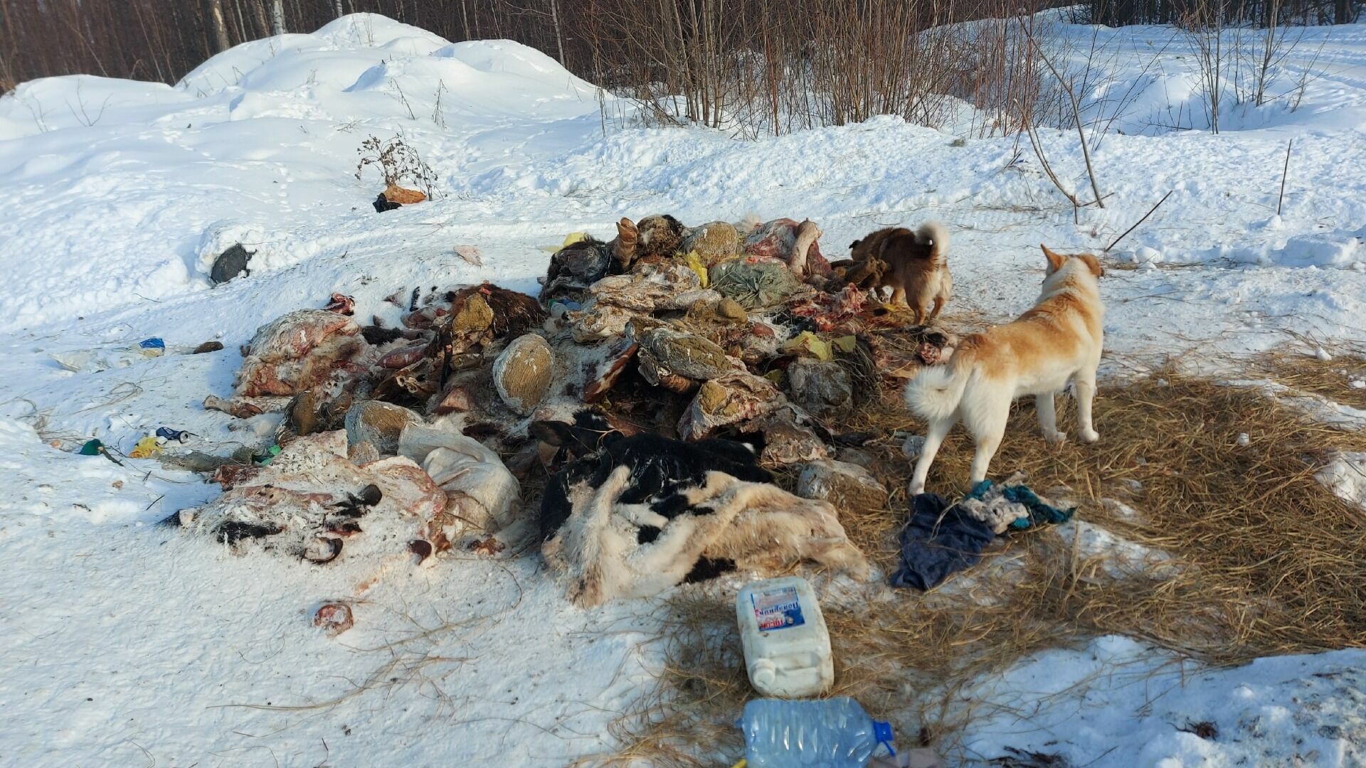 В Тюмени неизвестные организовали свалку останков животных