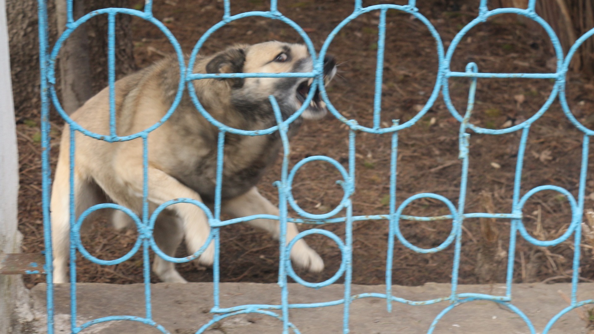 В Тюмени бойцовская собака покусала ребенка