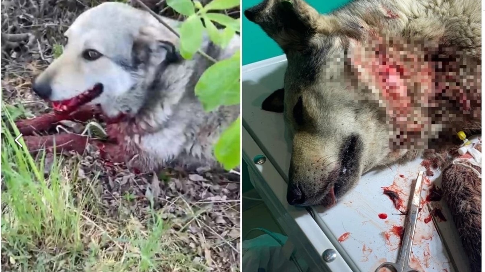 В тюменском поселке неизвестные расстреляли собаку из пневматики