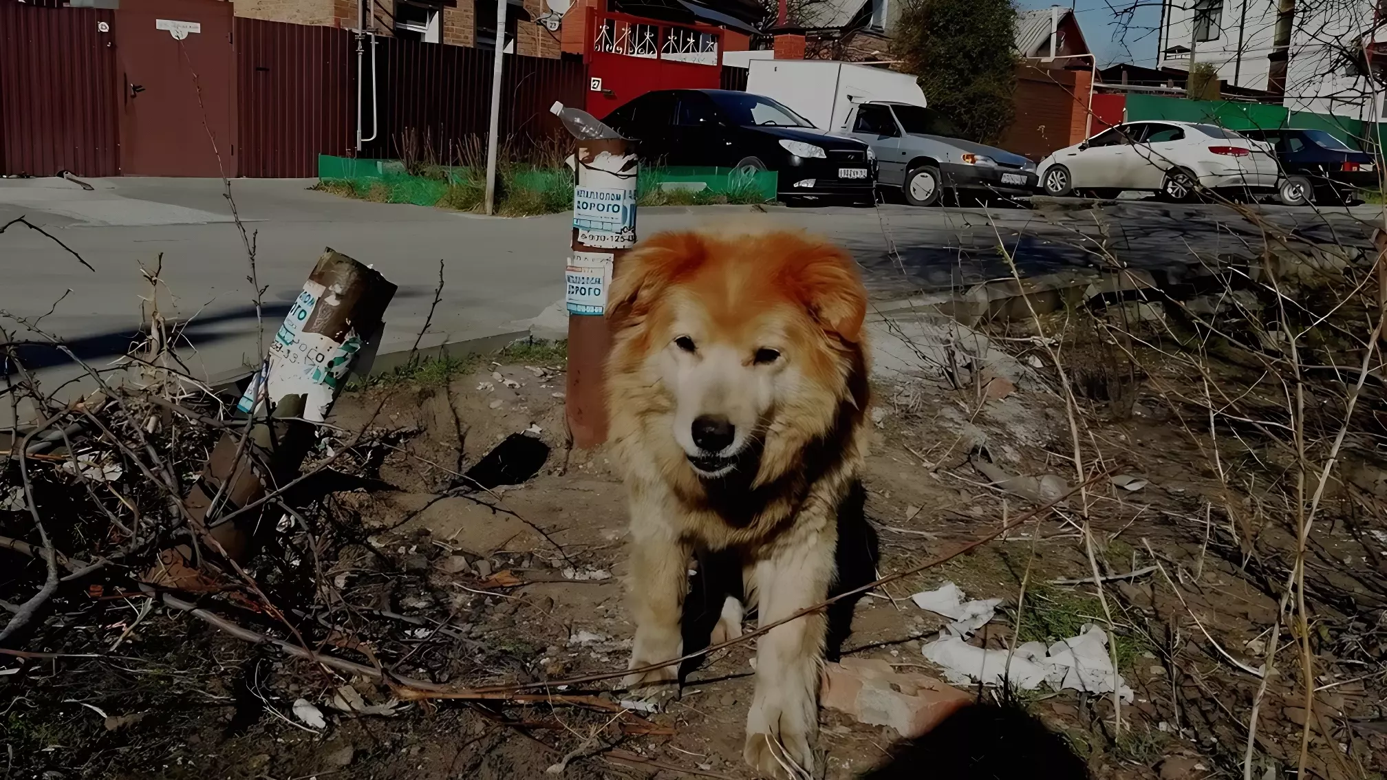 Бойцовская собака погрызла женщину в Тюменской области