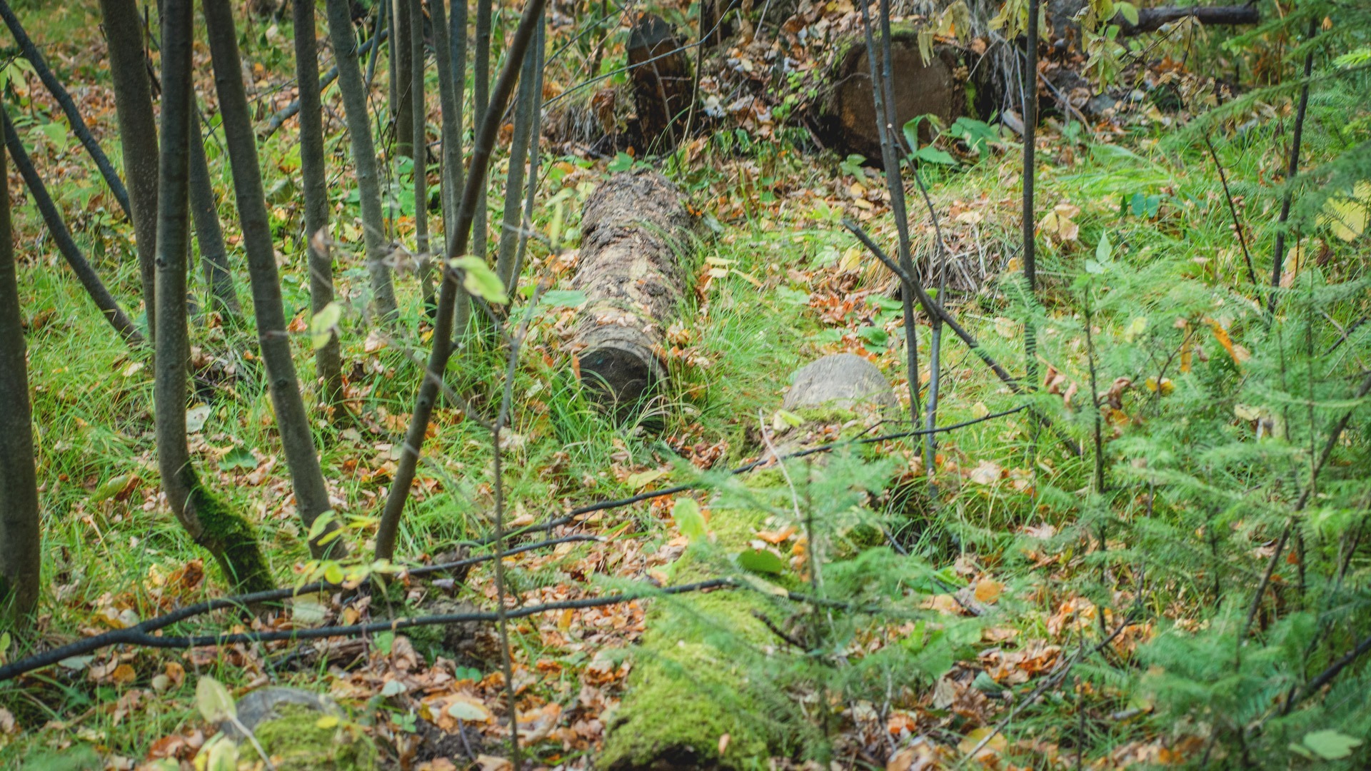Пропавшая в лесу под Тюменью женщина найдена живой