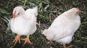 Под Тюменью в феврале начнут восстановление Боровской птицефабрики