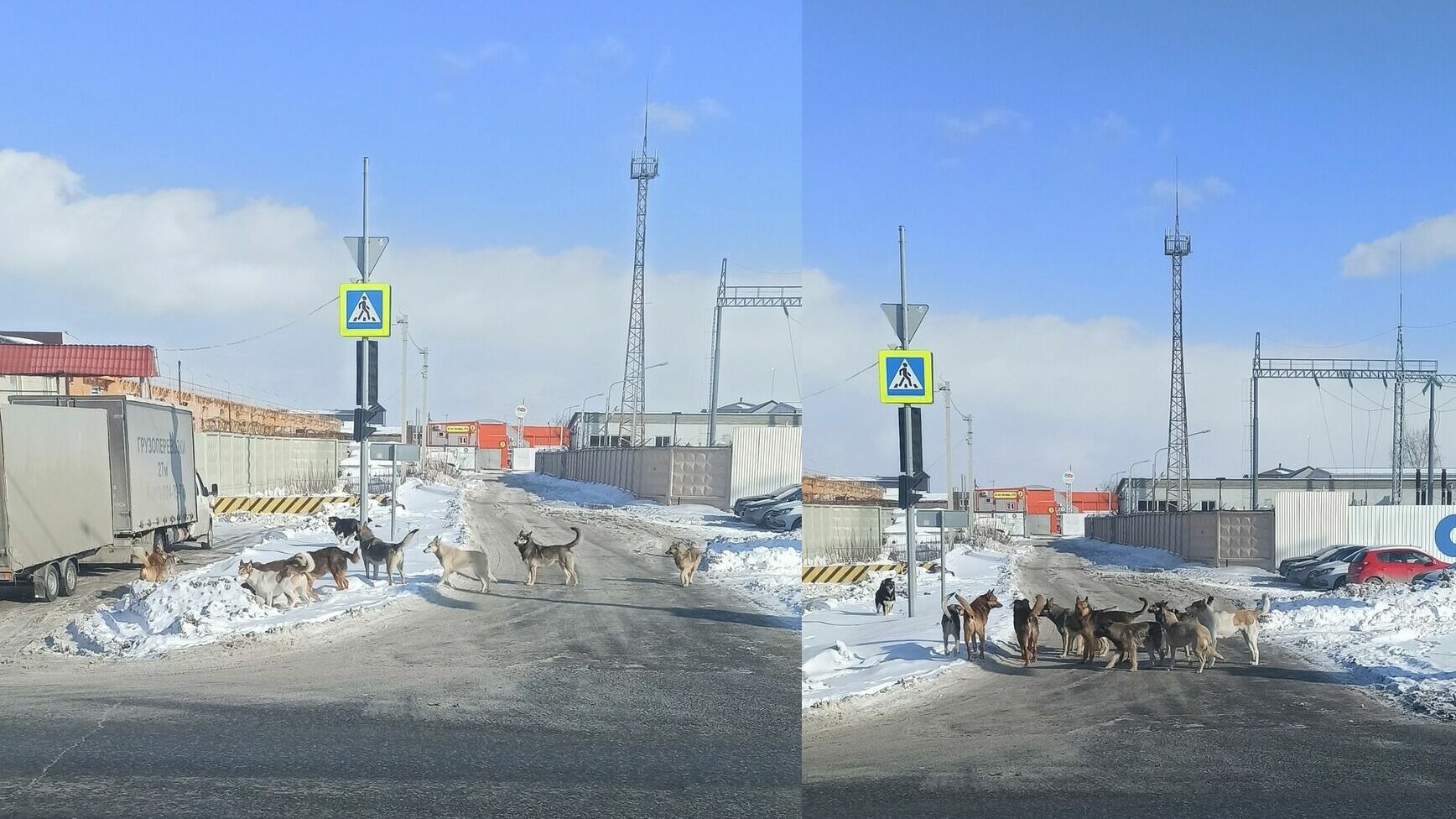 Стая агрессивных собак облюбовала промзону а улице 50 лет Октября в Тюмени. Скрин