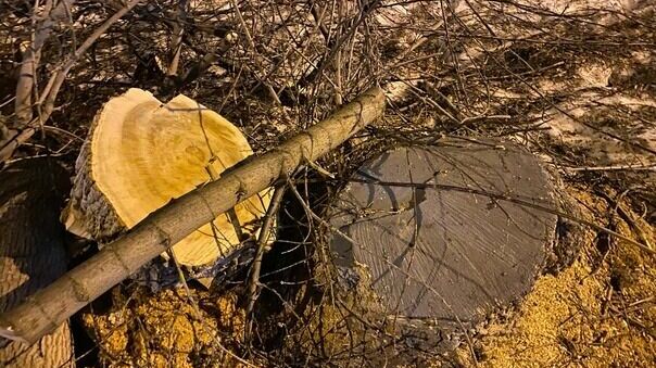 Жители Тюмени жалуются на вырубку деревьев в городе