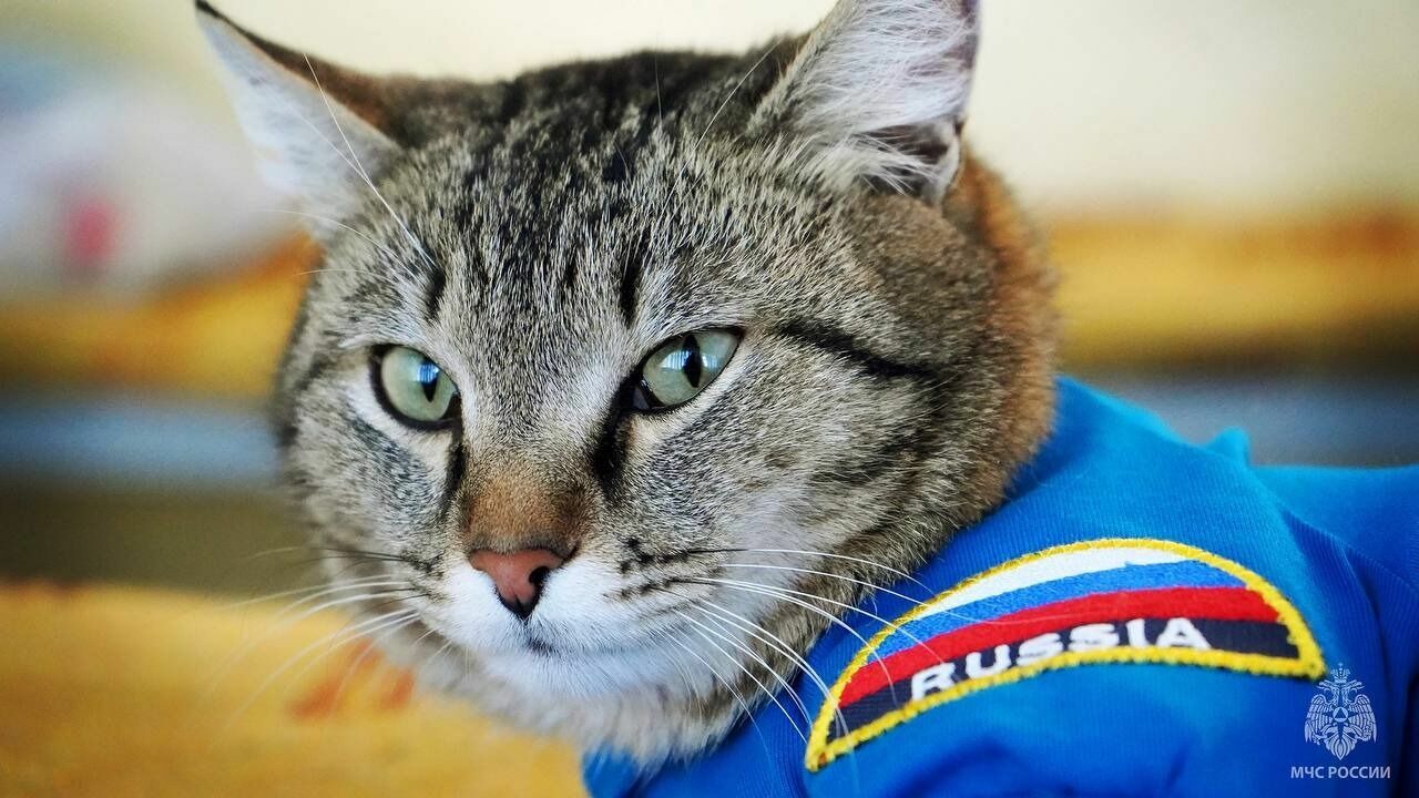 Тюменский кот-пожарный Семен погиб 28 апреля 2023 года