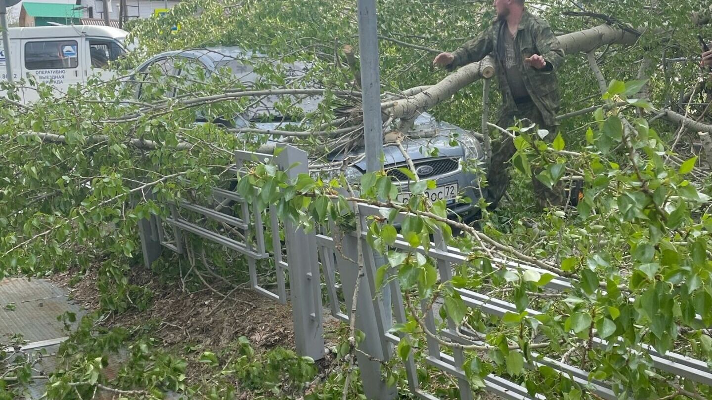 В Тюмени из-за ветра на автомобиль упало дерево